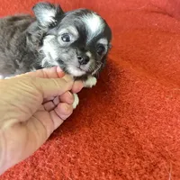 Tippy, a male Chihuahua for sale in Warner Springs, CA – 4 of 5