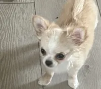 Goldie, a female Chihuahua for sale in Warner Springs, CA – 3 of 4