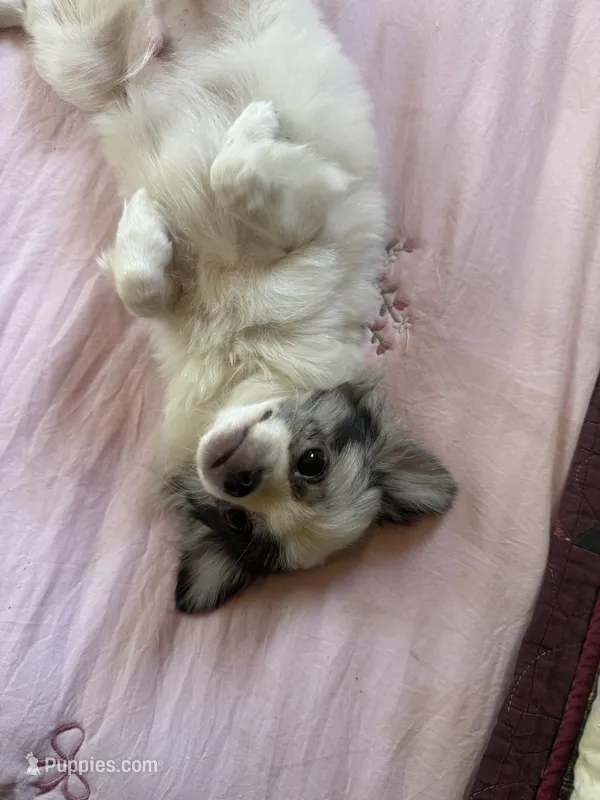 Blue – Chihuahua puppy for sale in Warner Springs, CA
