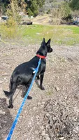 Roo, a female Xoloitzcuintli for sale in Warner Springs, CA – 4 of 4