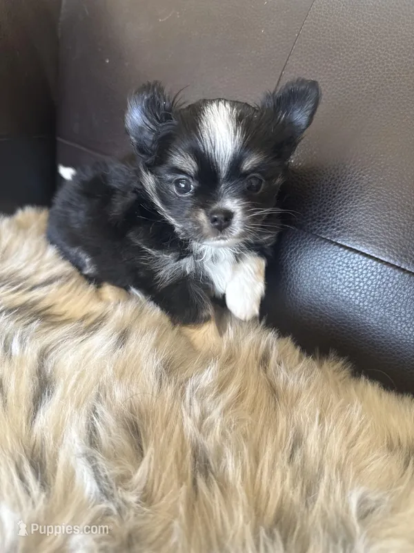 Singleton  – Chihuahua puppy for sale in Warner Springs, CA