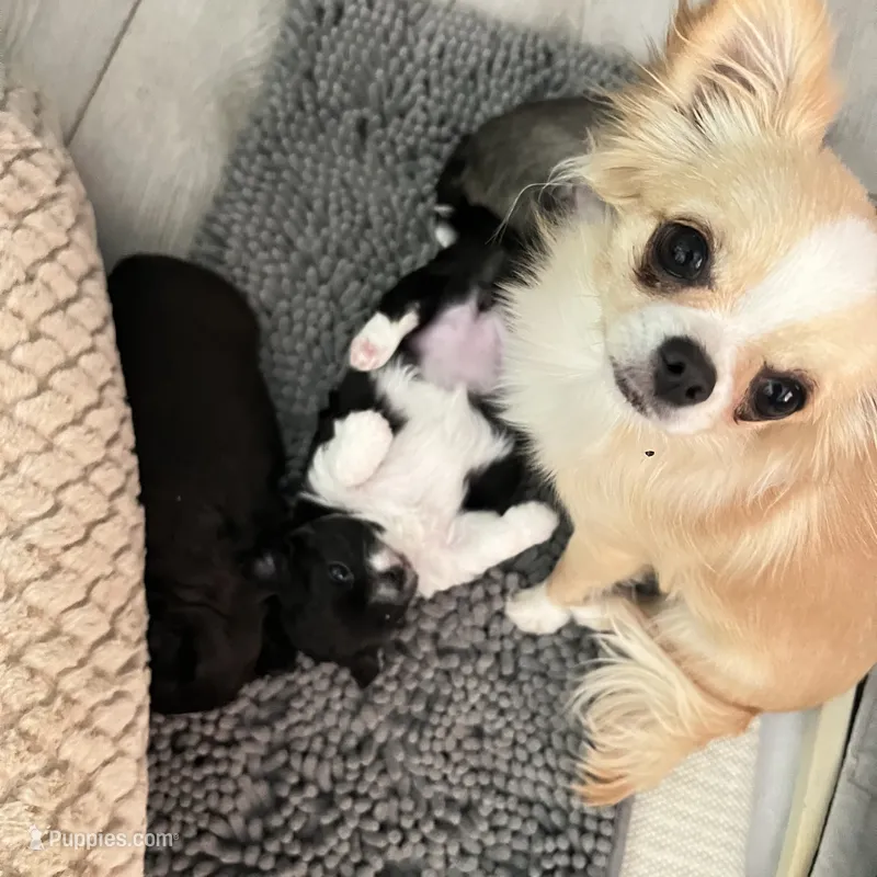 Goldie – Chihuahua puppy for sale in Warner Springs, CA