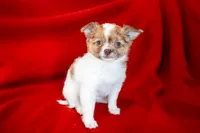 Rosie , a male Chihuahua for sale in Warner Springs, CA – Photo 3 of 4