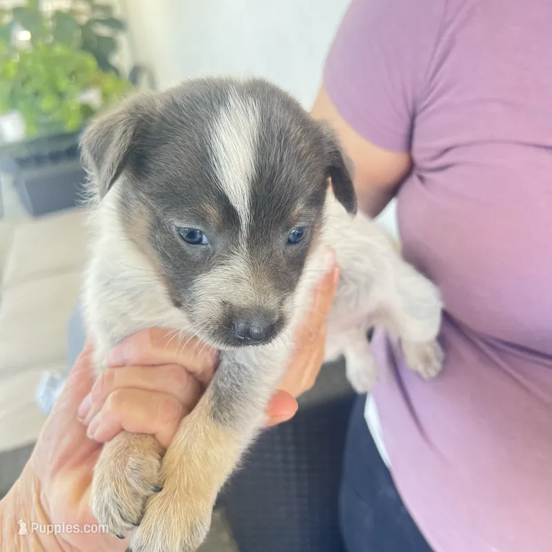 Chocolate – Australian Cattle Dog puppy for sale in Warner Springs, CA