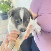 Chocolate, a female Australian Cattle Dog for sale in Warner Springs, CA – 1 of 1