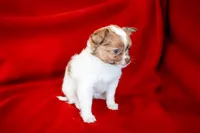 Rosie, a female Chihuahua for sale in Warner Springs, CA – Photo 1 of 4