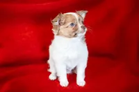 Rosie, a female Chihuahua for sale in Warner Springs, CA – Photo 3 of 4