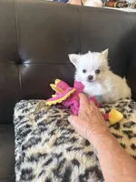 Teddy bear , a male Chihuahua for sale in Warner Springs, CA – 2 of 3