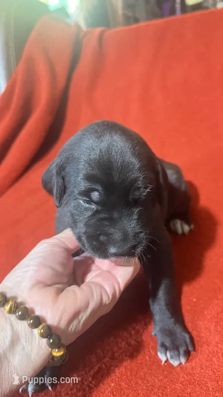 Beauty – Xoloitzcuintli puppy for sale in Warner Springs, CA