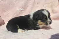 Lucy, a female Pembroke Welsh Corgi for sale in Opdyke, IL – Photo 1 of 4