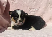 Lucy, a female Pembroke Welsh Corgi for sale in Opdyke, IL – Photo 2 of 4