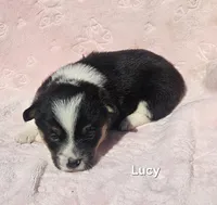 Lucy, a female Pembroke Welsh Corgi for sale in Opdyke, IL – Photo 4 of 4
