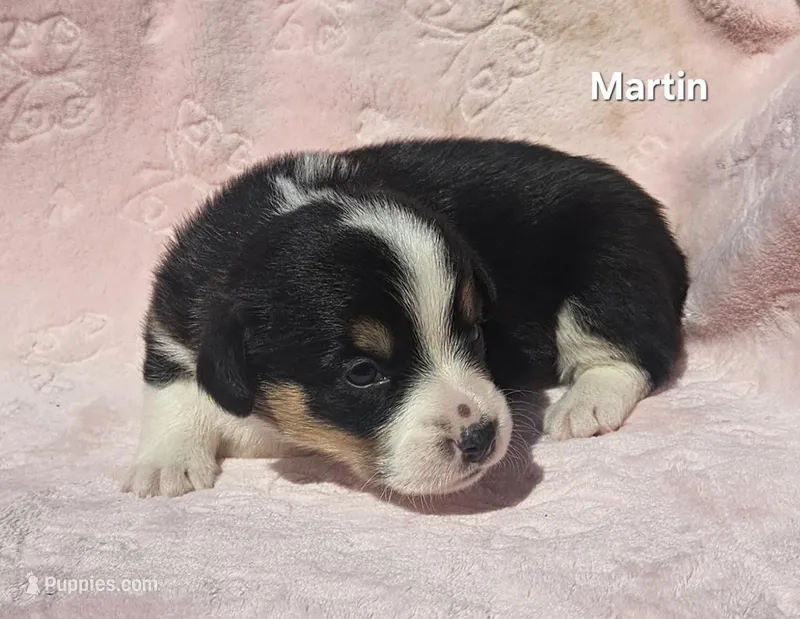 Martin  – Pembroke Welsh Corgi puppy for sale in Opdyke, IL