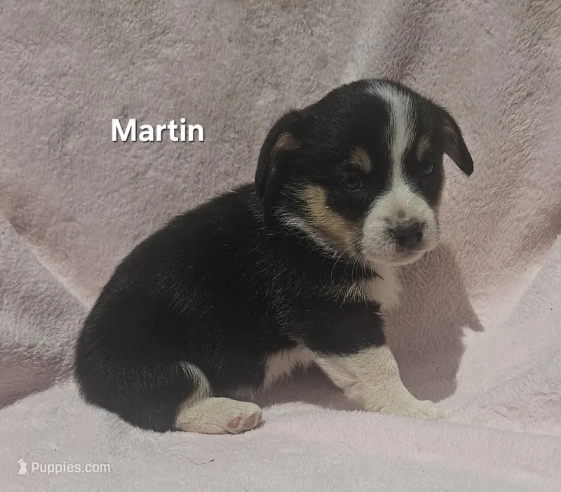 Martin  – Pembroke Welsh Corgi puppy for sale in Opdyke, IL