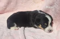 Martin , a male Pembroke Welsh Corgi for sale in Opdyke, IL – Photo 2 of 3