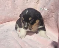 Edna, a female Pembroke Welsh Corgi for sale in Opdyke, IL – Photo 2 of 3