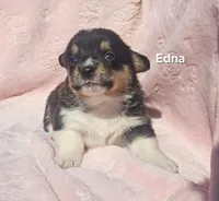 Edna, a female Pembroke Welsh Corgi for sale in Opdyke, IL – Photo 3 of 3