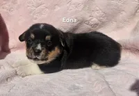 Edna, a female Pembroke Welsh Corgi for sale in Opdyke, IL – Photo 1 of 3