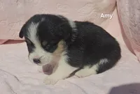 Amy, a female Pembroke Welsh Corgi for sale in Opdyke, IL – Photo 3 of 3