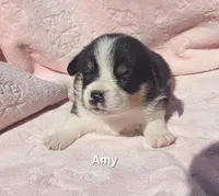 Amy, a female Pembroke Welsh Corgi for sale in Opdyke, IL – Photo 2 of 3