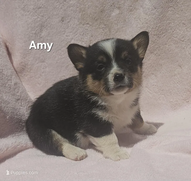 Amy – Pembroke Welsh Corgi puppy for sale in Opdyke, IL