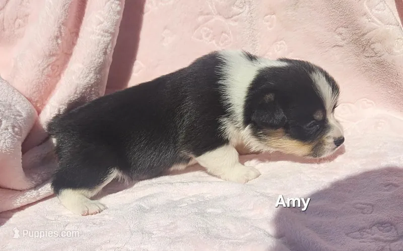 Amy – Pembroke Welsh Corgi puppy for sale in Opdyke, IL