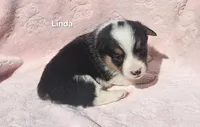 Linda, a female Pembroke Welsh Corgi for sale in Opdyke, IL – Photo 3 of 3