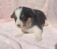 Linda, a female Pembroke Welsh Corgi for sale in Opdyke, IL – Photo 1 of 3