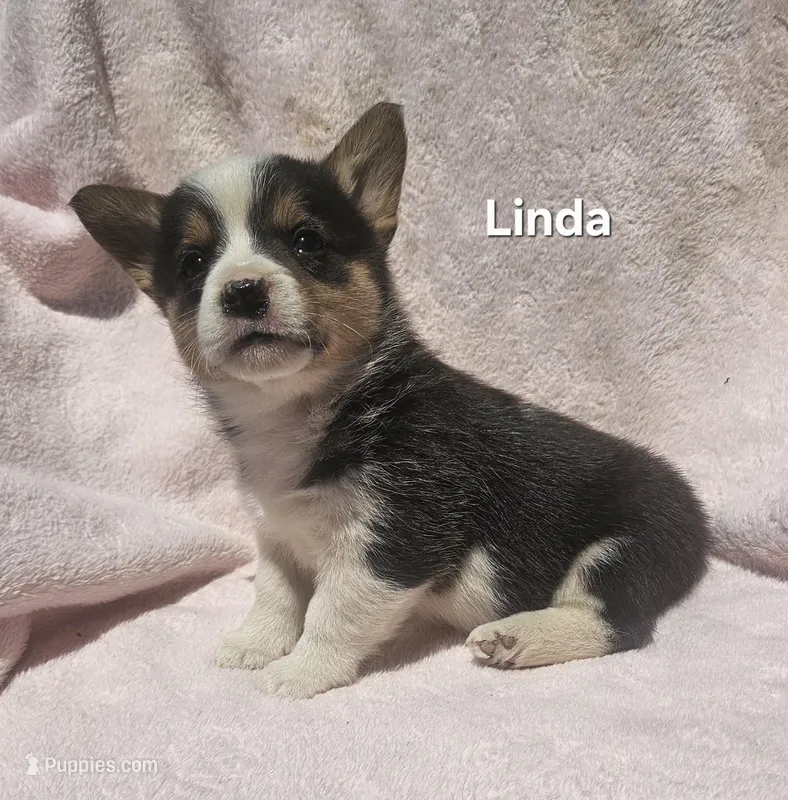 Linda – Pembroke Welsh Corgi puppy for sale in Opdyke, IL