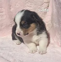 Linda, a female Pembroke Welsh Corgi for sale in Opdyke, IL – Photo 2 of 3