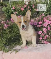 Bob, a male Pembroke Welsh Corgi for sale in Opdyke, IL – Photo 1 of 3