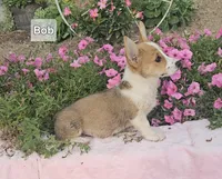 Bob, a male Pembroke Welsh Corgi for sale in Opdyke, IL – Photo 3 of 3