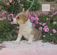 Bob, a male Pembroke Welsh Corgi for sale in Opdyke, IL – Photo 2 of 3