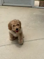 Sebastian, a male Cavapoo and Miniature Golden Retriever for sale in Haines City, FL – 3 of 10