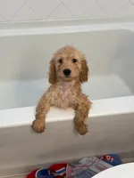 Sebastian, a male Cavapoo and Miniature Golden Retriever for sale in Haines City, FL – 5 of 10
