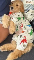 Sebastian, a male Cavapoo and Miniature Golden Retriever for sale in Haines City, FL – 4 of 10