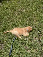 Sebastian, a male Cavapoo and Miniature Golden Retriever for sale in Haines City, FL – 8 of 10