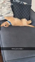 Sebastian, a male Cavapoo and Miniature Golden Retriever for sale in Haines City, FL – 6 of 10