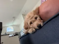 Sebastian, a male Cavapoo and Miniature Golden Retriever for sale in Haines City, FL – 7 of 10