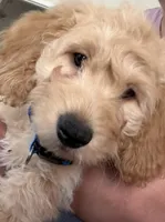 Sebastian, a male Cavapoo and Miniature Golden Retriever for sale in Haines City, FL – 2 of 10