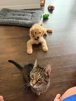 Sebastian, a male Cavapoo and Miniature Golden Retriever for sale in Haines City, FL – 10 of 10