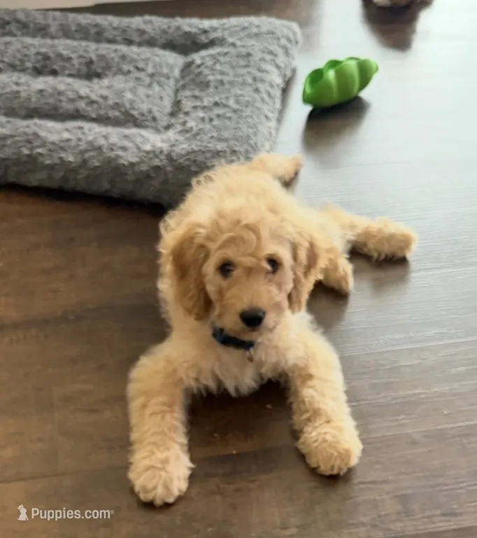 Sebastian – Cavapoo, Miniature Golden Retriever puppy for sale in Haines City, FL