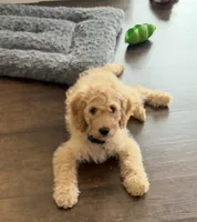 Sebastian, a male Cavapoo and Miniature Golden Retriever for sale in Haines City, FL – 1 of 10