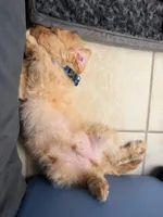Sebastian, a male Cavapoo and Miniature Golden Retriever for sale in Haines City, FL – 9 of 10
