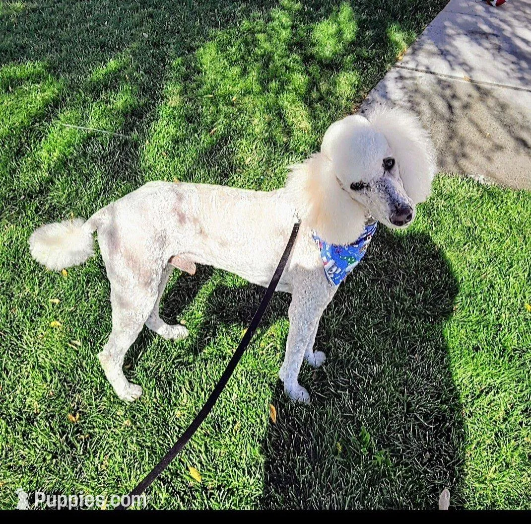Berlin, a female Poodle - Standard  for sale in Hemet, CA – Photo 3 of 3