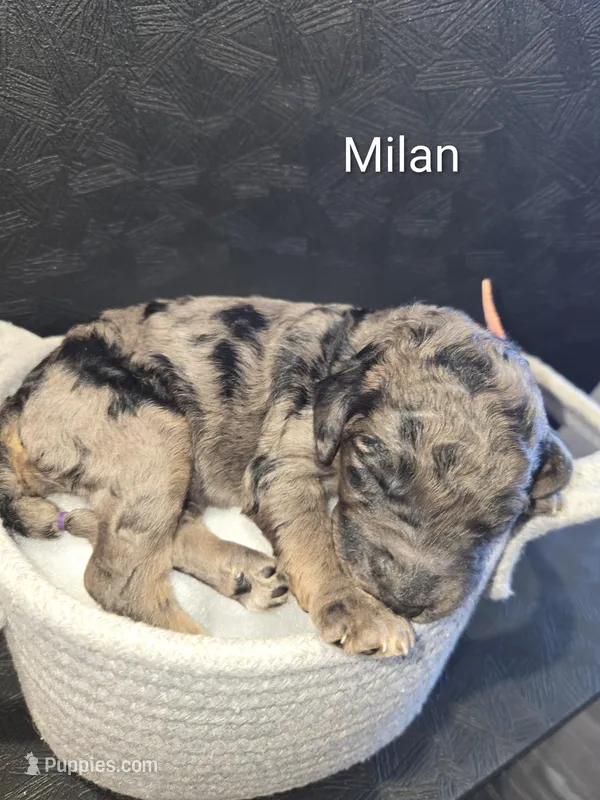 Milan – Poodle - Standard  puppy for sale in Hemet, CA