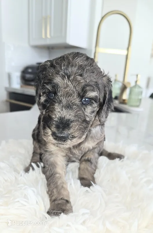Milan – Poodle - Standard  puppy for sale in Hemet, CA
