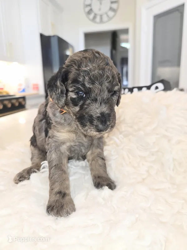 Milan – Poodle - Standard  puppy for sale in Hemet, CA