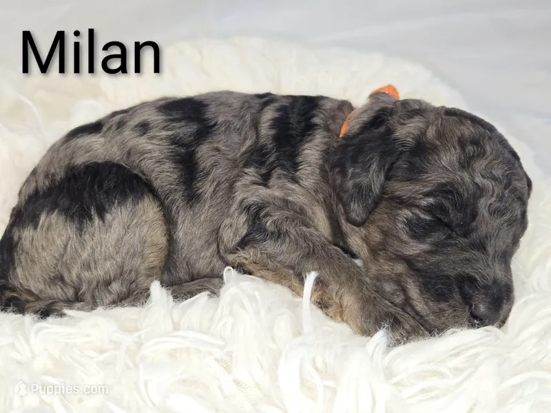 Milan – Poodle - Standard  puppy for sale in Hemet, CA