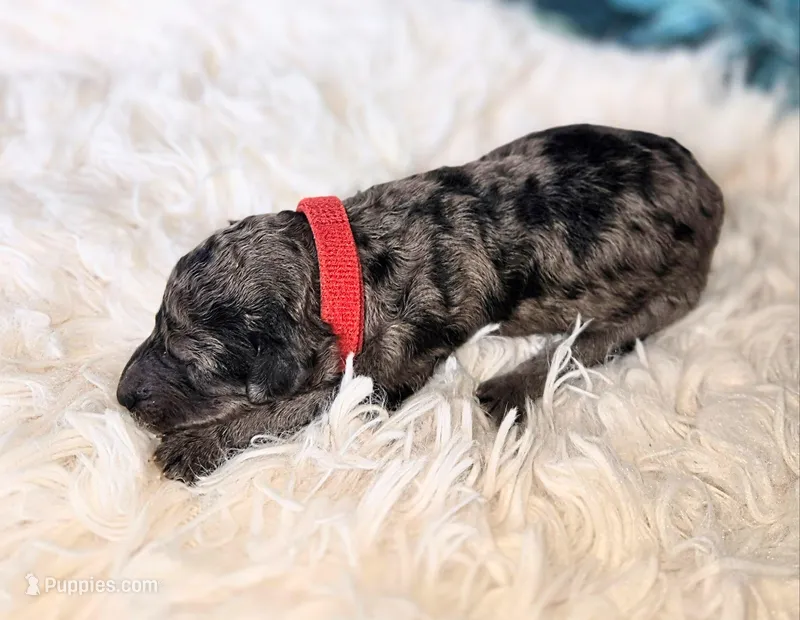 Paris – Poodle - Standard  puppy for sale in Hemet, CA